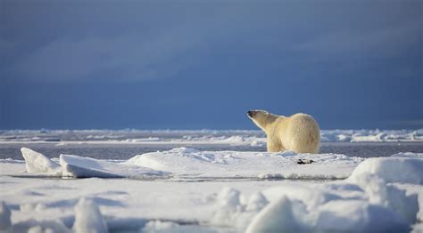 Are there polar bears in antarctica. Things To Know About Are there polar bears in antarctica. 